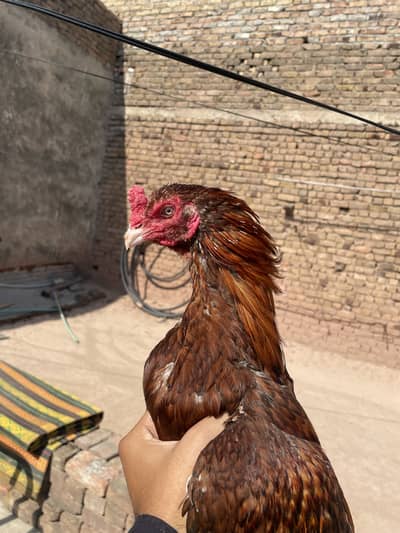 Aseel Patha for Sale