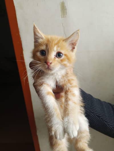 Cute & Healthy Cross Breed Kittens Available for Adoption 