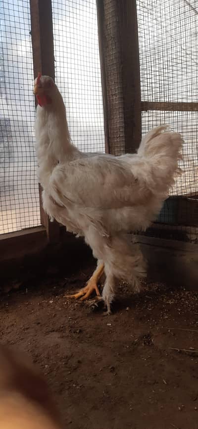 white heavy cochine male