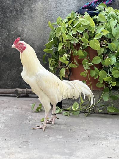 Mianwali Aseel For sale