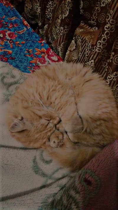 Mix Persian Cat Female