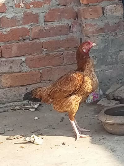 Aseel Mianwali 1 Male 4 Female 03014234192