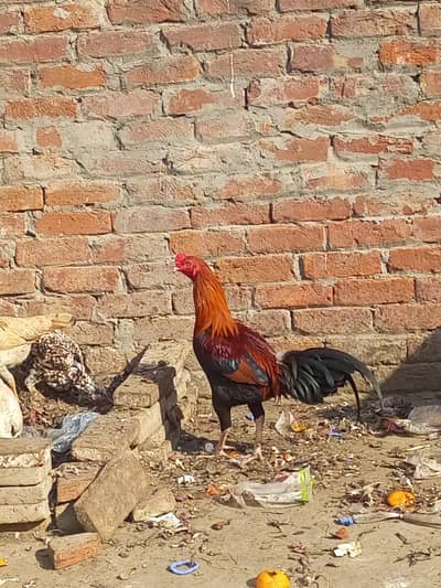 Aseel Mianwali 1 Male 3 Female 03014234192