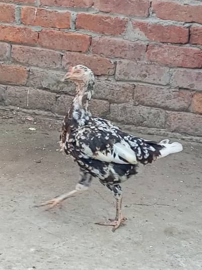 Aseel Mianwali 3 Females 03014234192
