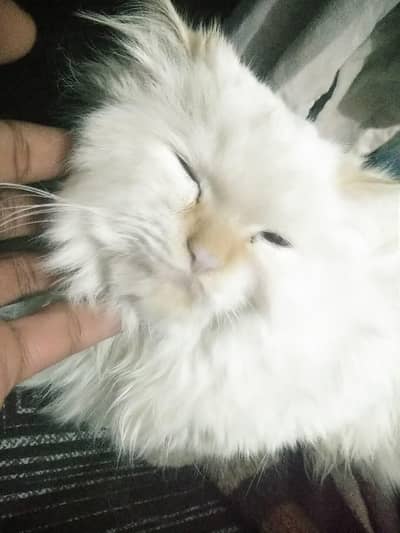 persian cat(triple coated) ,Healthy,Active,and vaccinated for sale