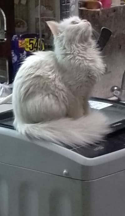 Female cat for Sell pet lover families only