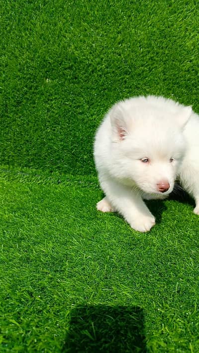 padgree 120k non pad 95k