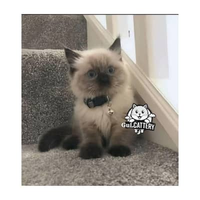 Persian British punch face piki face kitten cat available