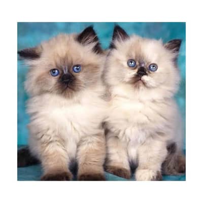 Persian British punch face piki face kitten cat available