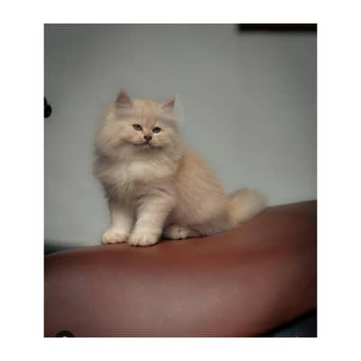 Persian British punch face piki face kitten cat available