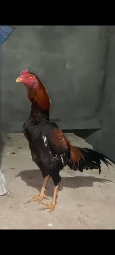 japani gamers patha available wathsapp num 03406251311