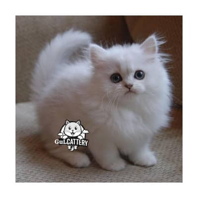 Persian British punch face piki face kitten cat available