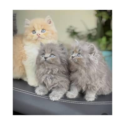 Persian British punch face piki face kitten cat available
