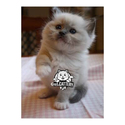 Persian British punch face piki face kitten cat available