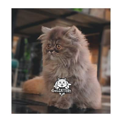 Persian British punch face piki face kitten cat available