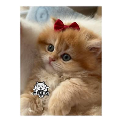 Persian British punch face piki face kitten cat available