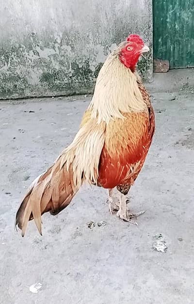 Amroha blood line 0 size aseel cargo possible 0316,15,10,578