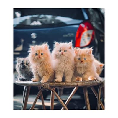 Persian British punch face piki face kitten cat available