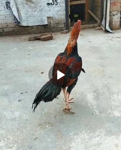 *HIGH QUALITY ASEEL MURGA*