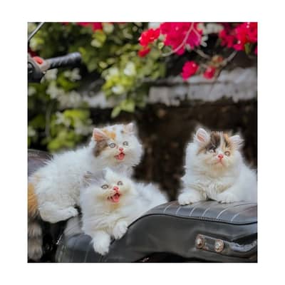 Persian British punch face piki face kitten cat available