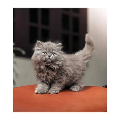 Persian British punch face piki face kitten cat available