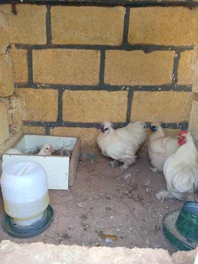 Bantam Breeder Pair