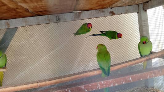 plum head parrots