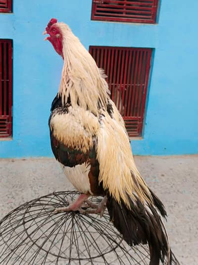 Aseel murgy available || Miawali aseel murgy.