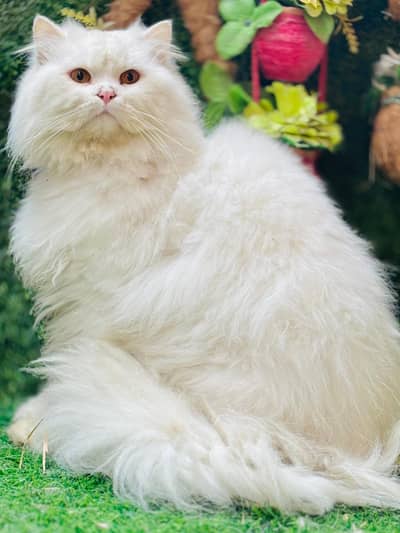persian cats and kittens for sale wtsapp (0307/710/92/69)