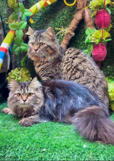 persian cats and kittens for sale wtsapp (0307/710/92/69)