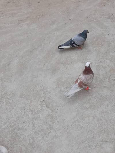 1 pair 2 nar sab sale karna h sath