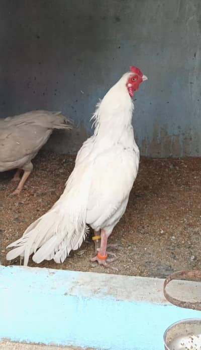 Paper white aseel murga || Top quality heera murga || Miawali aseel