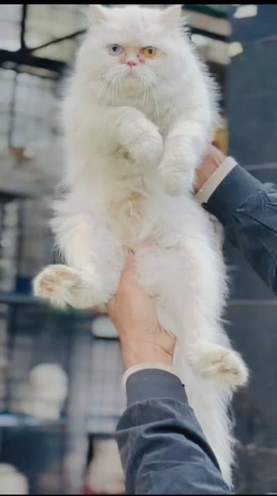 persian cats and kittens for sale wtsapp (0307/710/92/69)
