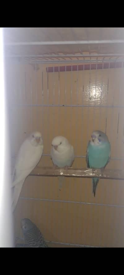 budgies red eye