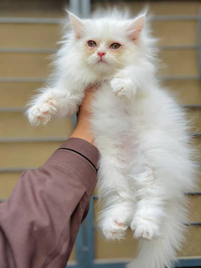 persian cats and kittens for sale wtsapp (0307/710/92/69)