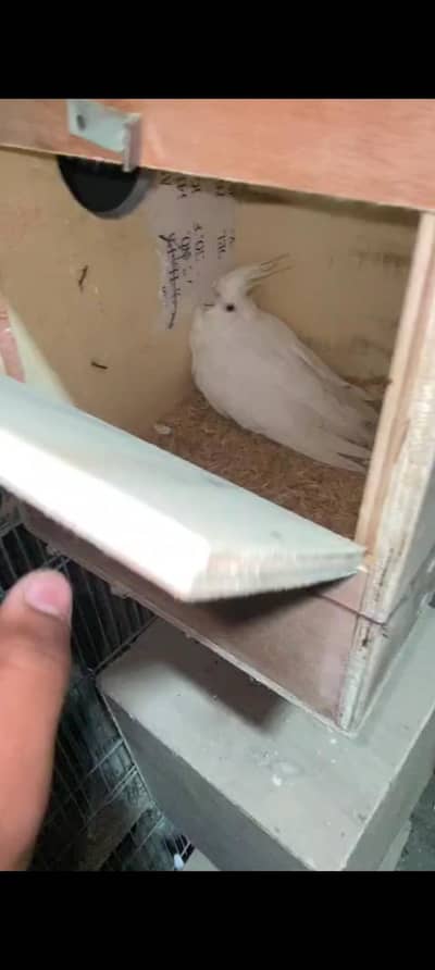 ENO RED EYES cocktail and cage (ino cockatiel breeder for sale