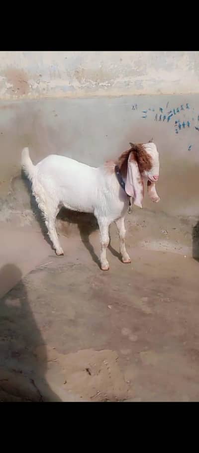 Pink nos white eyes dobel Hadi ma Kasi hai Vexcin complet lagai hai