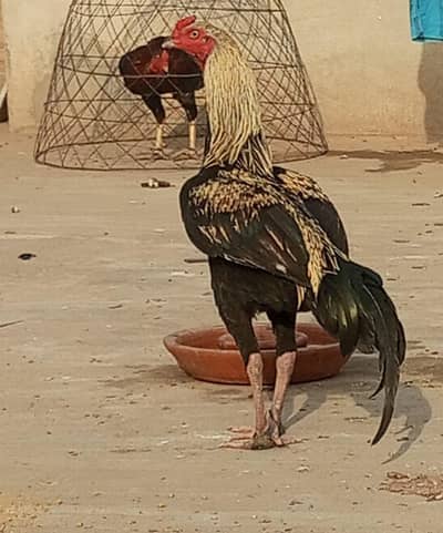 aseel Sindhi aur mianwali 100% guarante WhatsApp number+923048315136