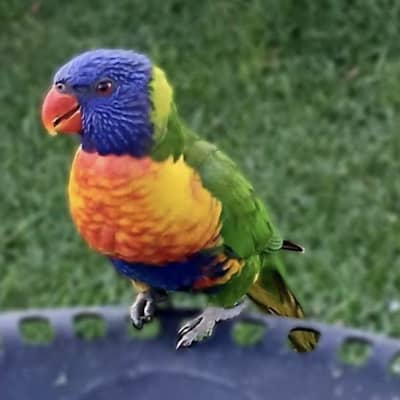 Swainson Lorikeet