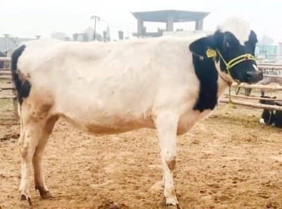 Australian Holstein fresian pregnant Heifer