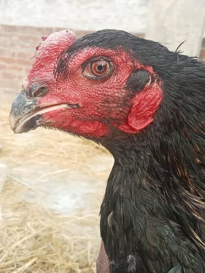 pure vait  male  reasonable price 0 3 2 14 4 4 6 8 2 8