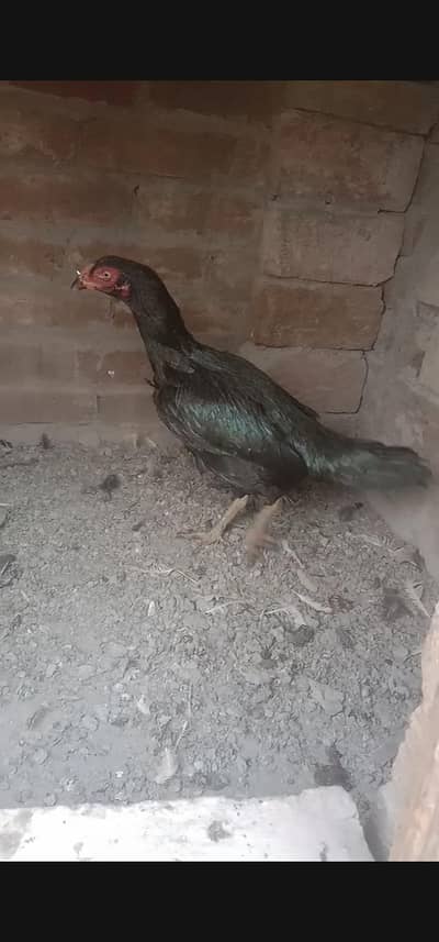 Thai cross aseel female exchange possible