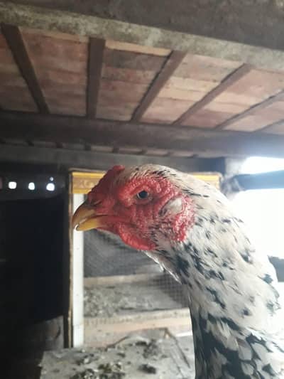 Japanese shamo female Best quality available 0/3//2/3/7/8/0/6/9/4/7