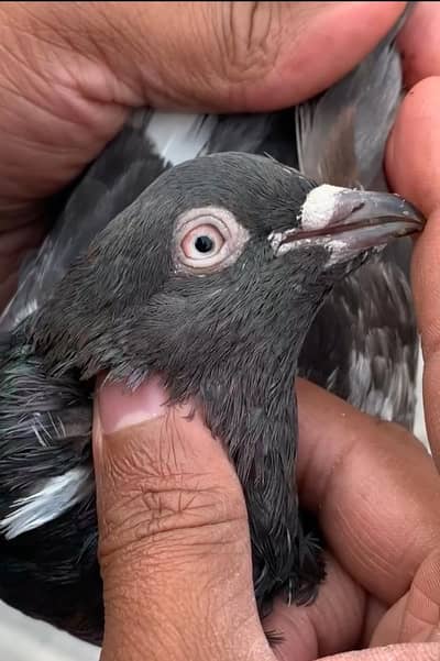 5 peice for sale Read Description  then contact me