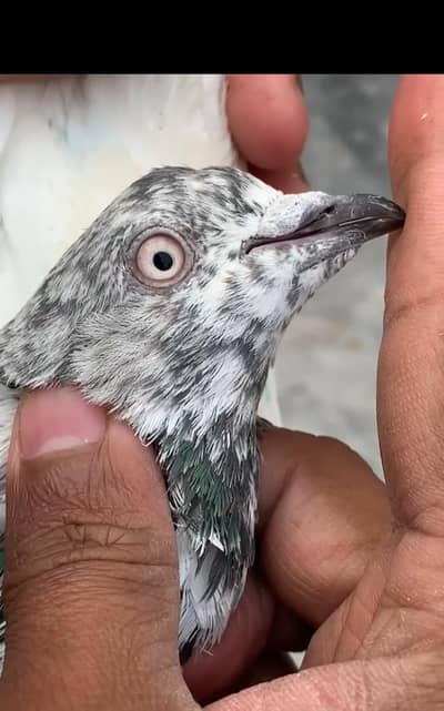 High flyer pigeons for sale