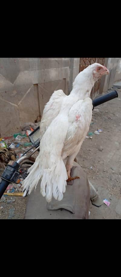 Indian parrot beak or shajra. 03122565964