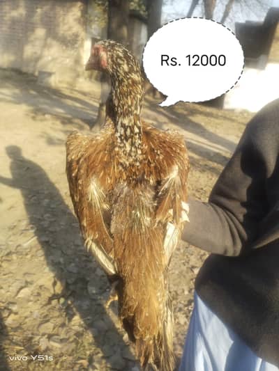 Laka shamo Birds  1 Male  3 Female