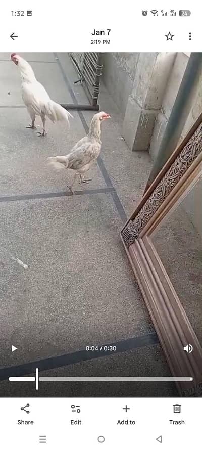 aseel Heera pure blood line