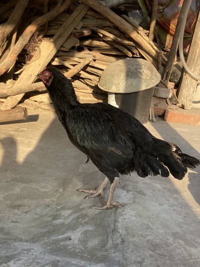 Aseel breeder female