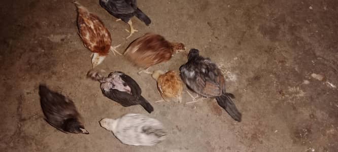 aseel and Desi chicks 1 month and 1.5 month